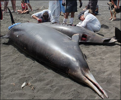20120521-beached whale conduct_autopsy_on_stranded_beaked_whale.jpg